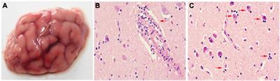 The Emergence of Viral Encephalitis in Donkeys by Equid Herpesvirus 8 in China